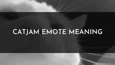 catJAM Emote Meaning and Origin